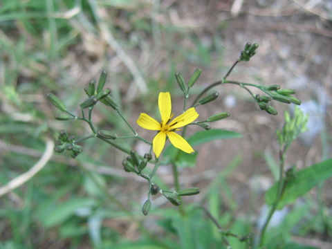 Ixeris dentata