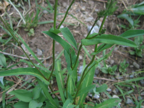 Ixeris dentata