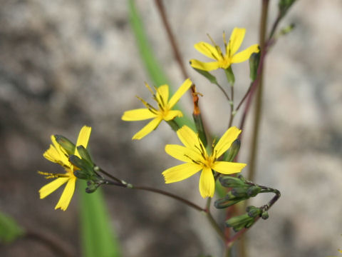 Ixeris dentata