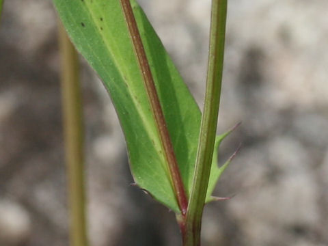 Ixeris dentata