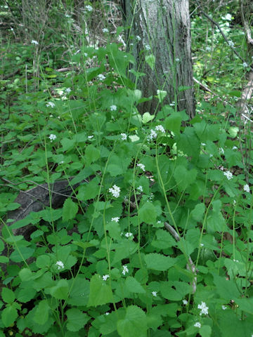 Alliaria petiolata