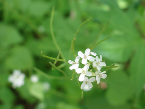 Alliaria petiolata