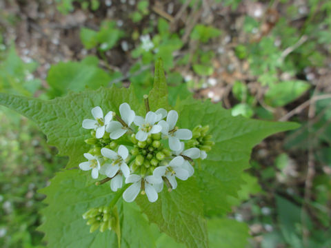 Alliaria petiolata