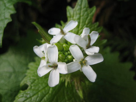 Alliaria petiolata