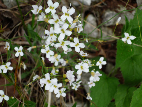 Alliaria petiolata