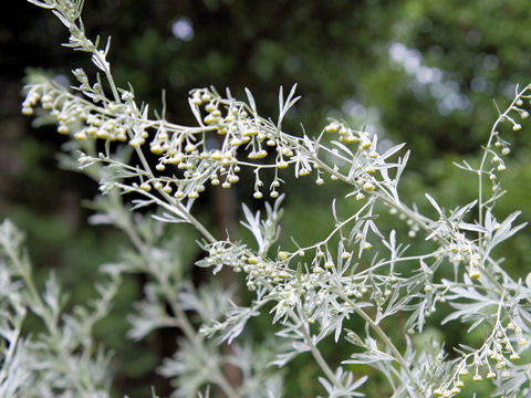 Artemisia absinthium