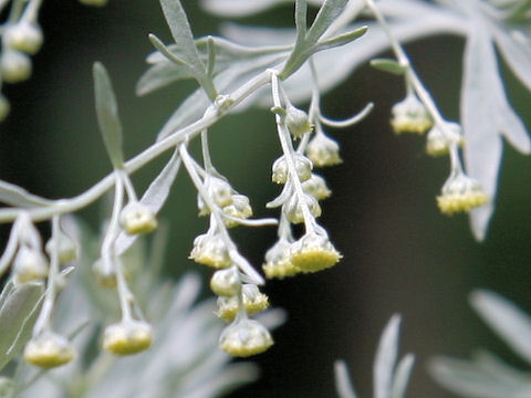 Artemisia absinthium