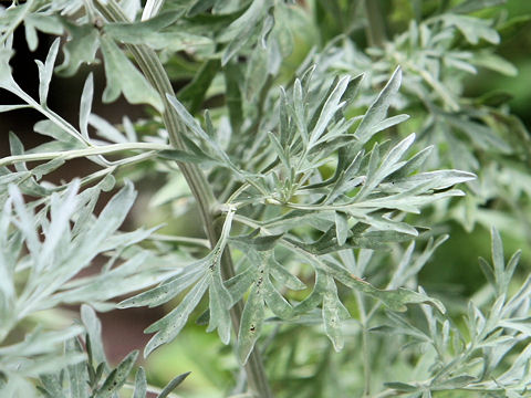 Artemisia absinthium