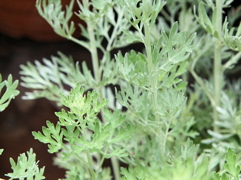 Artemisia absinthium