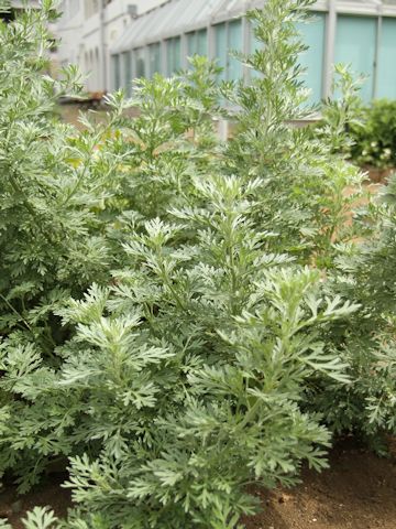 Artemisia absinthium