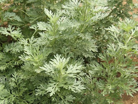 Artemisia absinthium