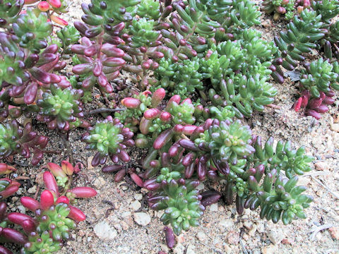 Sedum rubrotinctum