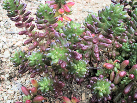 Sedum rubrotinctum