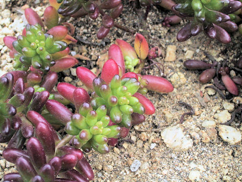 Sedum rubrotinctum