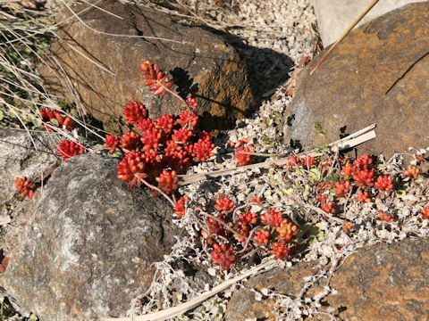 Sedum rubrotinctum