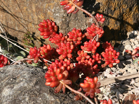 Sedum rubrotinctum