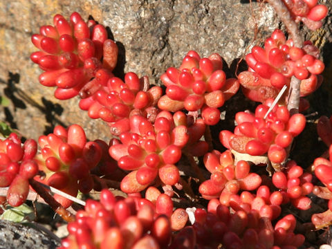 Sedum rubrotinctum