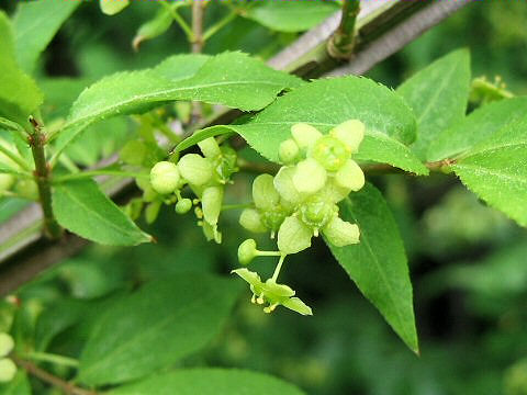 Euonymus alatus