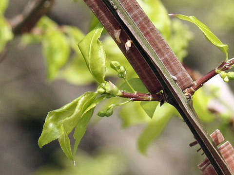 Euonymus alatus