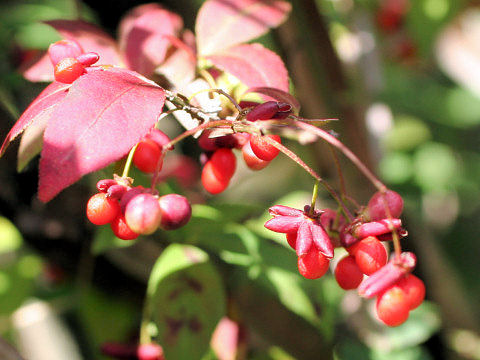 Euonymus alatus