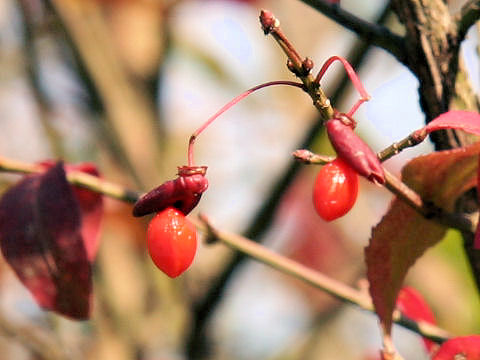 Euonymus alatus