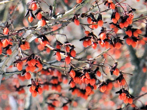 Euonymus alatus