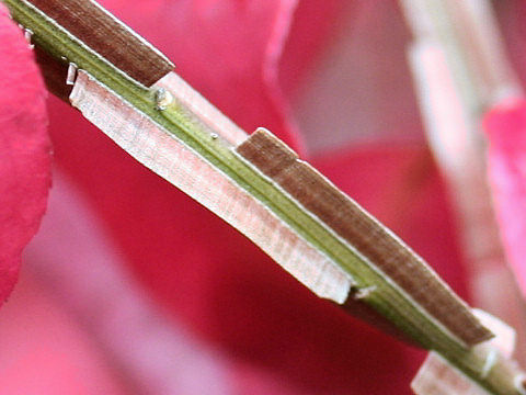 Euonymus alatus