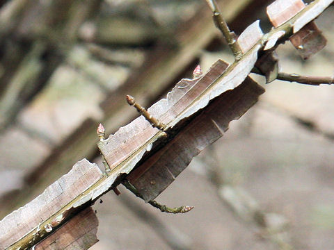 Euonymus alatus