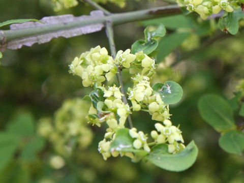 Euonymus alatus