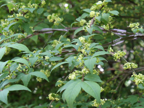 Euonymus alatus