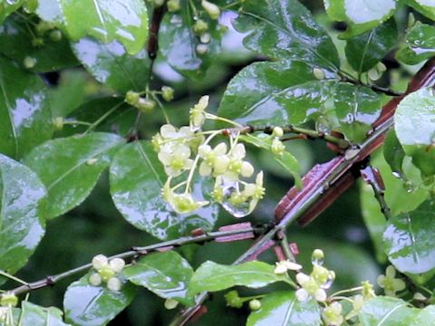 Euonymus alatus