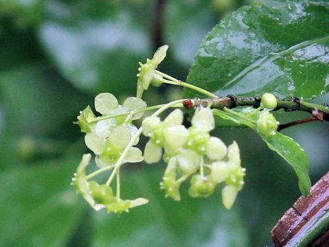 Euonymus alatus