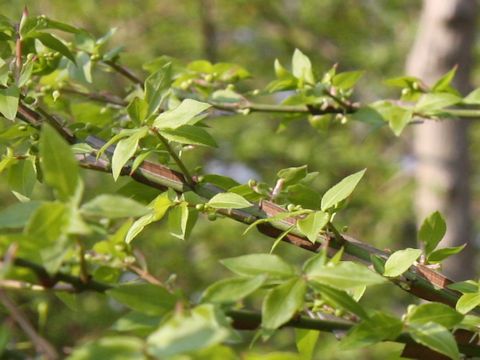 Euonymus alatus