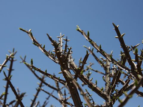 Euonymus alatus