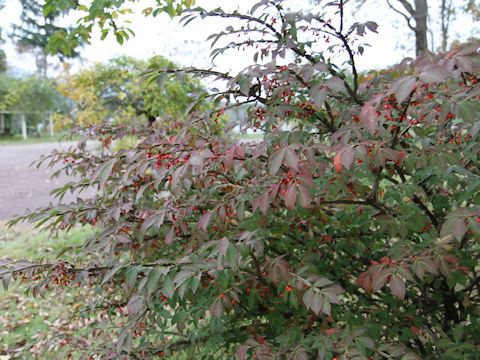 Euonymus alatus