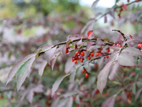 Euonymus alatus