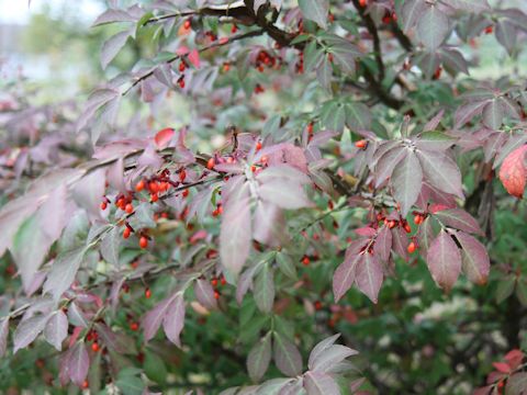 Euonymus alatus