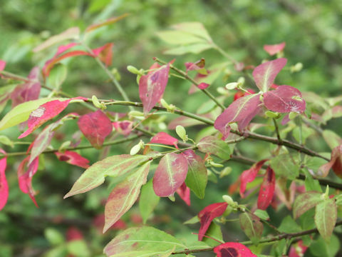 Euonymus alatus