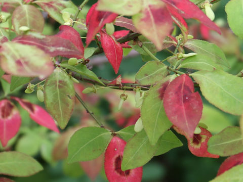 Euonymus alatus