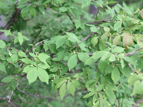 Euonymus alatus