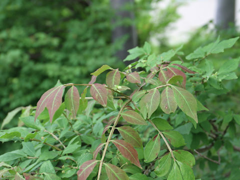 Euonymus alatus