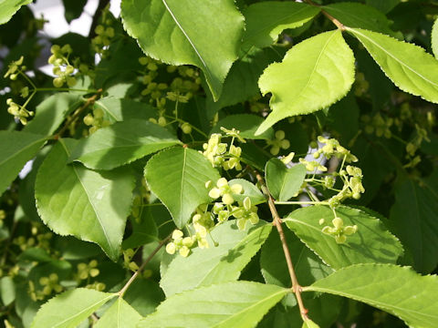 Euonymus alatus