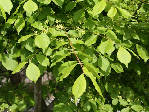 Euonymus alatus