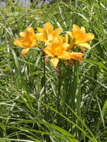 Hemerocallis dumortieri var. esculenta