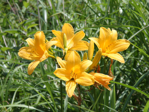 Hemerocallis dumortieri var. esculenta