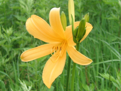 Hemerocallis dumortieri var. esculenta