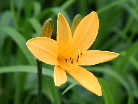 Hemerocallis dumortieri var. esculenta