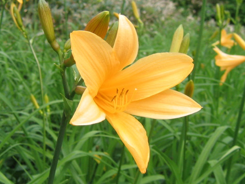 Hemerocallis dumortieri var. esculenta