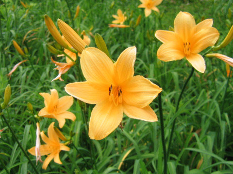 Hemerocallis dumortieri var. esculenta