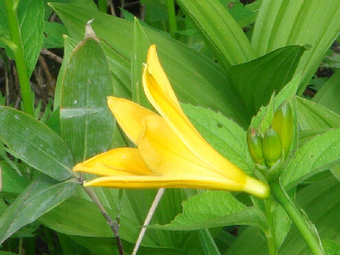 Hemerocallis dumortieri var. esculenta